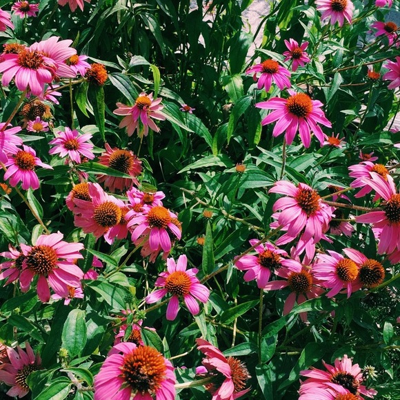 Meet your Posher, Felisa - Picture 1 of 1